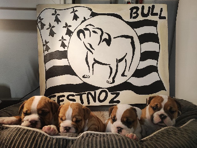 Festnoz Bull - Bulldog Anglais - Portée née le 26/09/2023